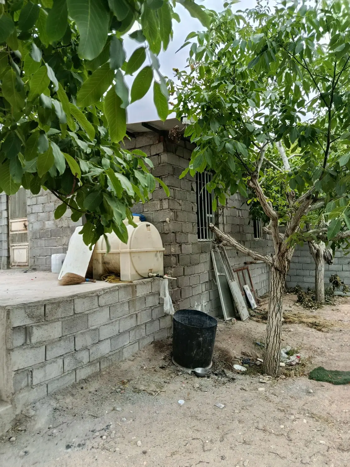 باغ انشعابات دار بر آسفالت در اسکو