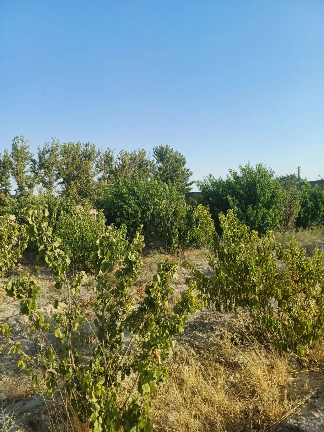 باغچه
