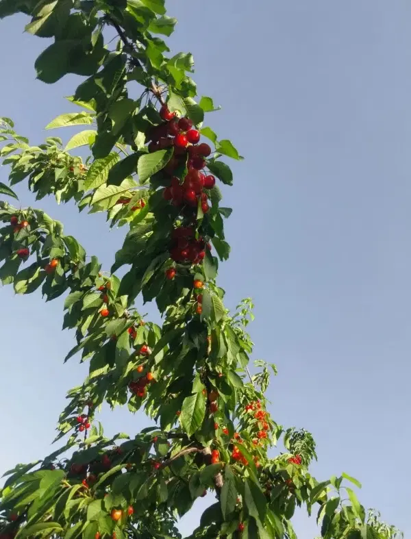 باغ چهاردیواری اتاق دار چاه آب