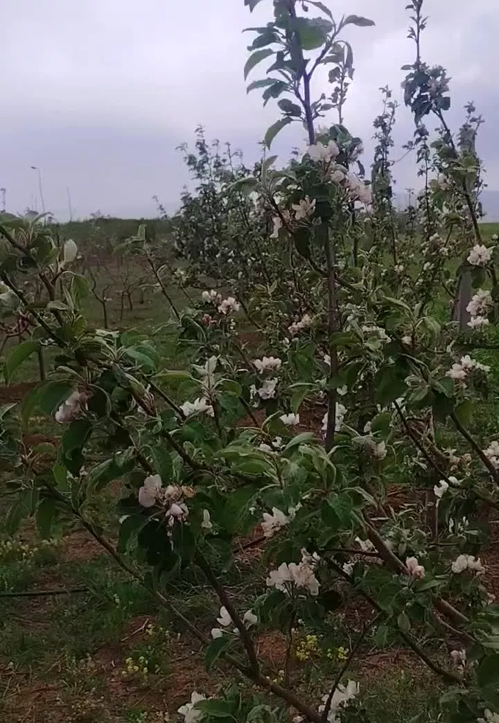 فروش باغ میوه باغ سیب