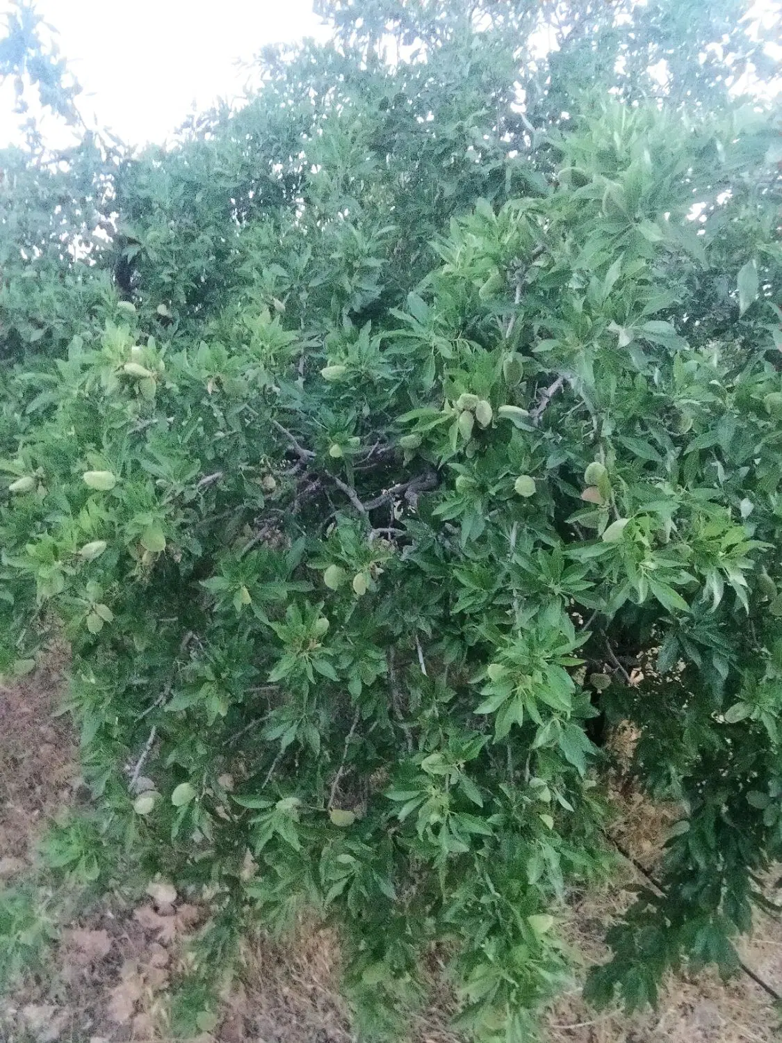 باغچه