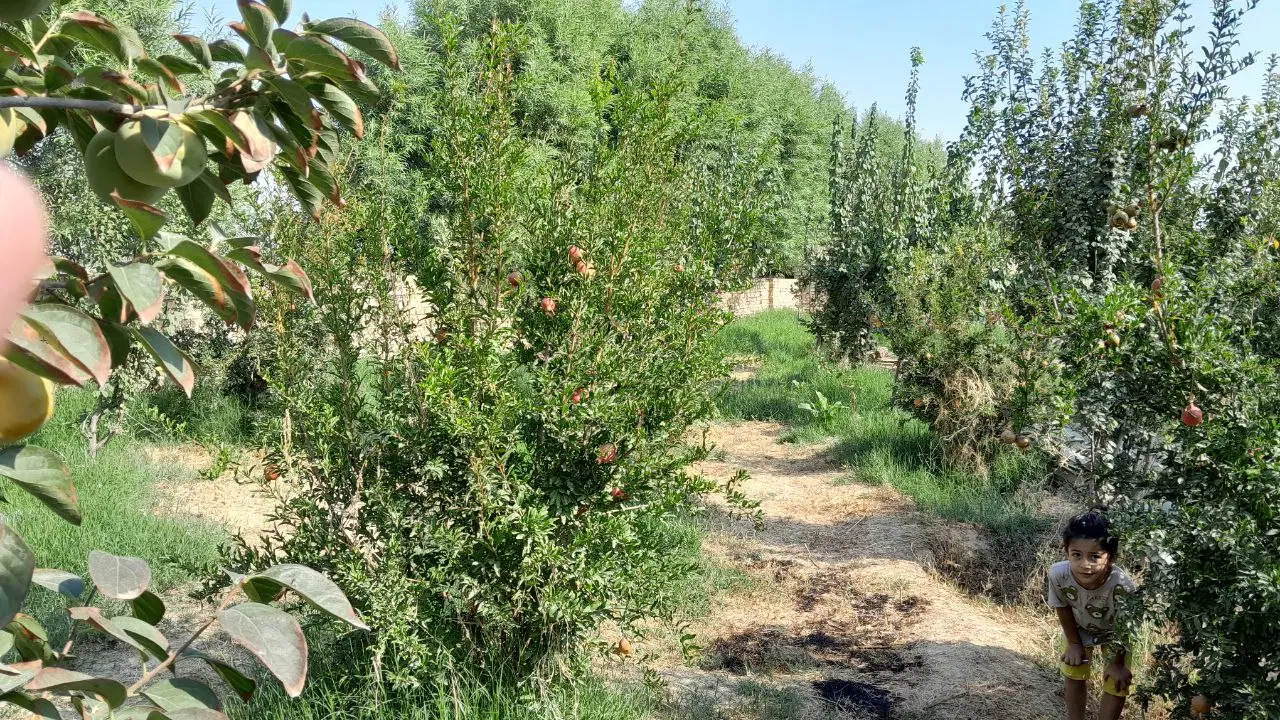 باغ جزو شهر