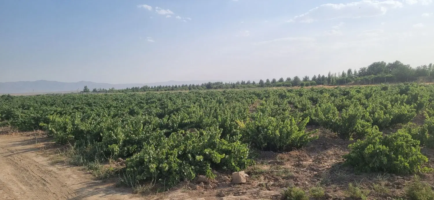 باغ انگور
