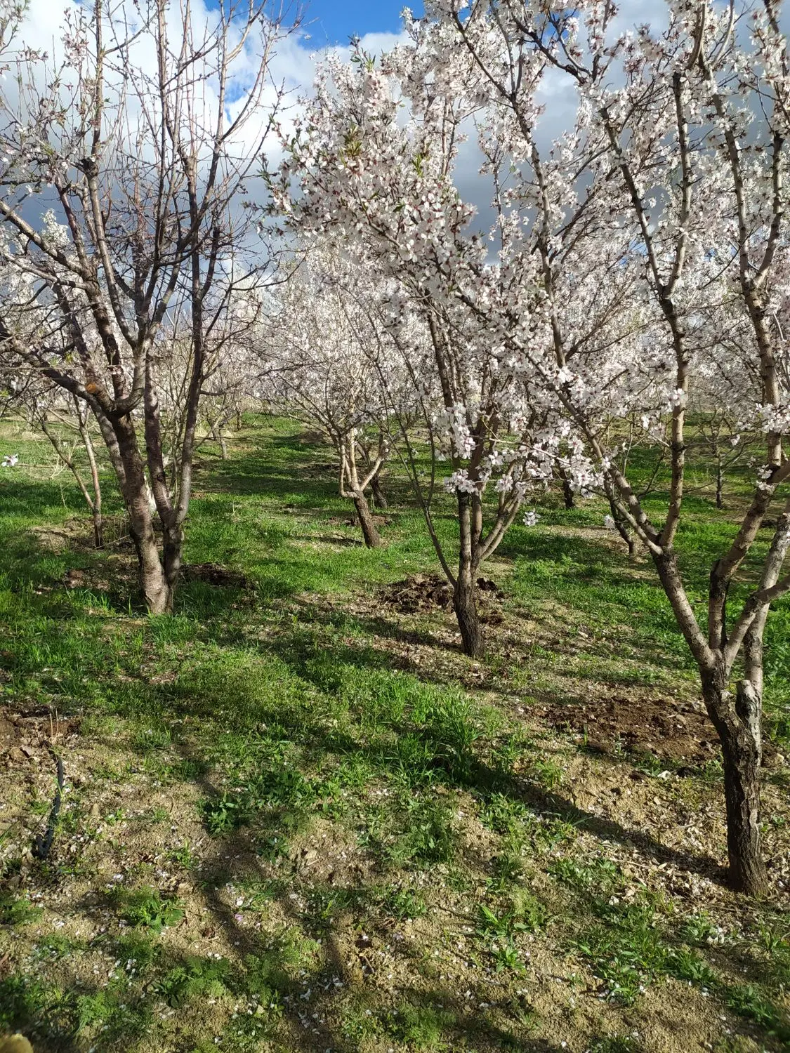 باغ دو جریب نزدیک آسفالت