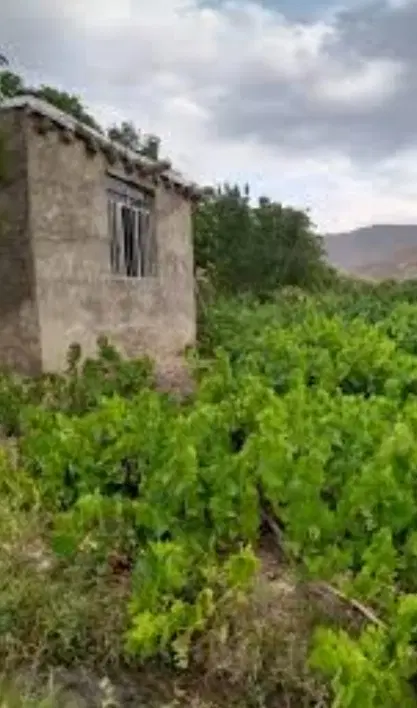 زمین کشاورزی