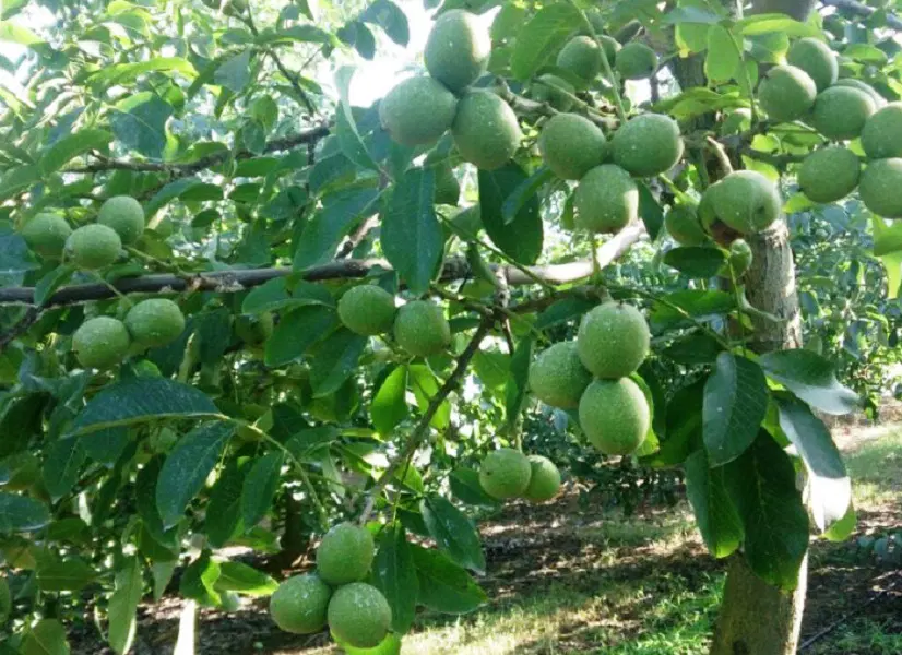 باغ گردو