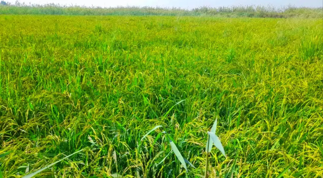 زمین کشاورزی