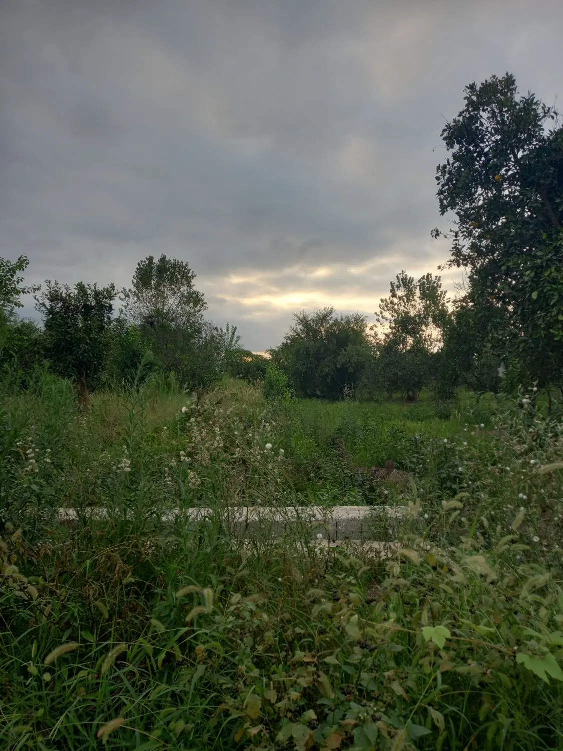 زمین مسکونی