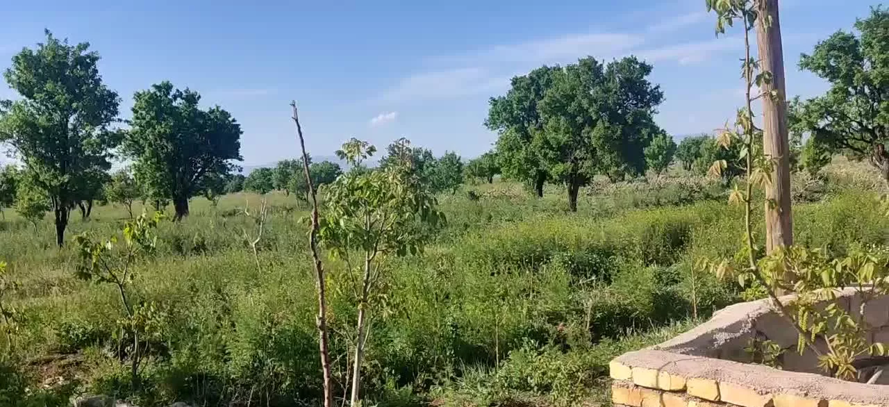 باغ انگور ۴ هزار متری و ۲ هزار متری