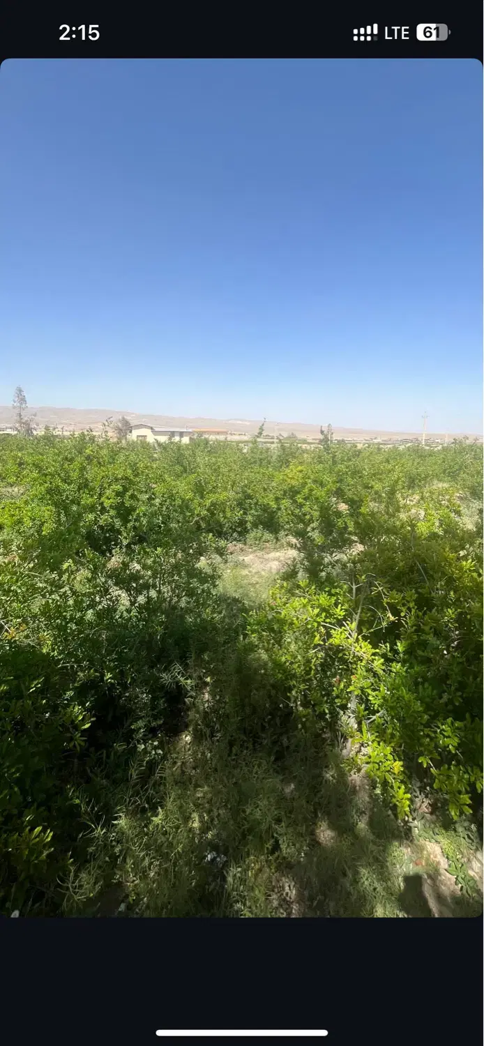 فروش باغ در سیدقلی ساوه با متراژ دلخواه شما