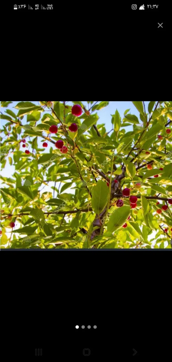 باغچه ۵۰۰ متری چهار دیواری