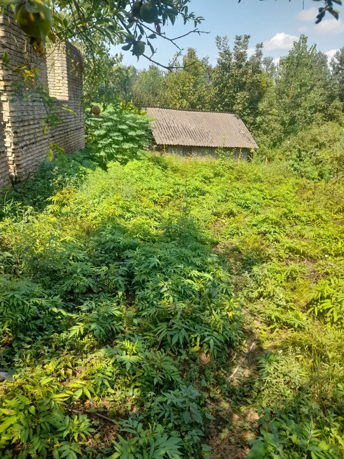 زمین باغی به مصاحت ۹۱۸ متر