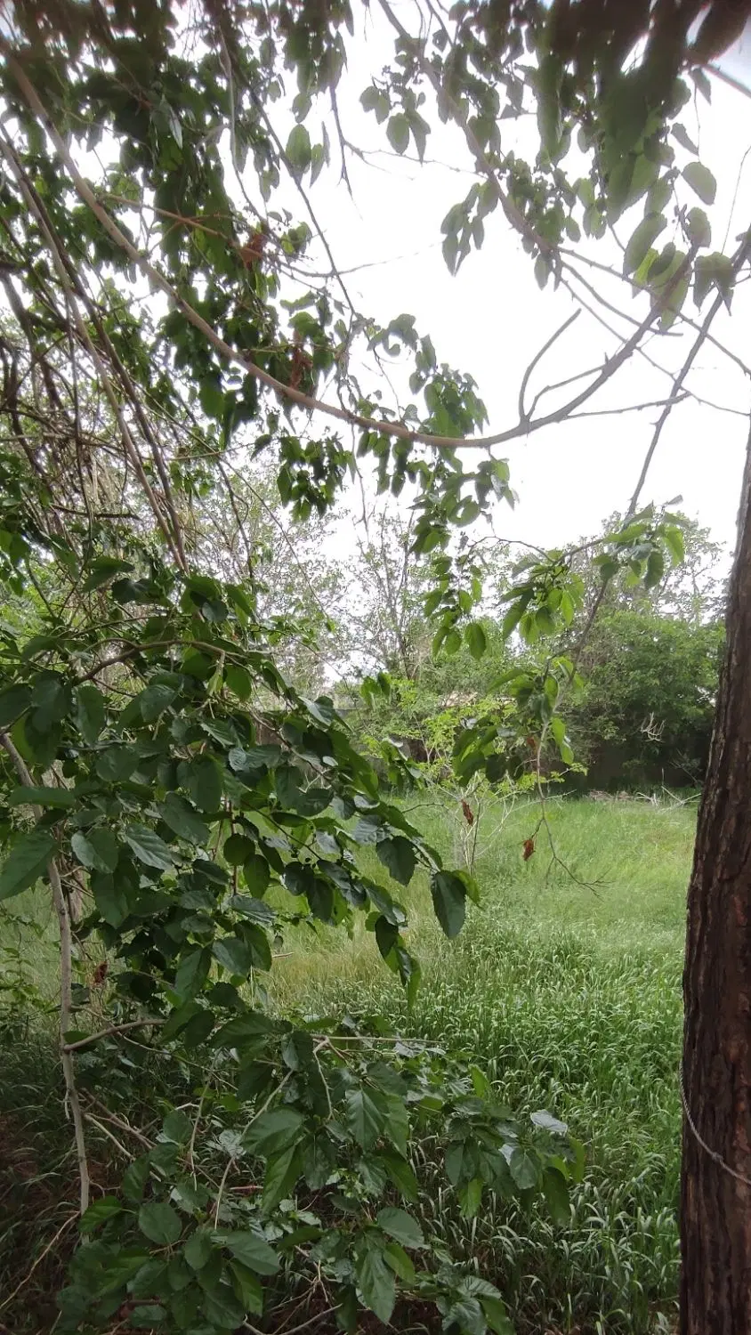 فروش زمین ۹۵ متری در سرحدآباد