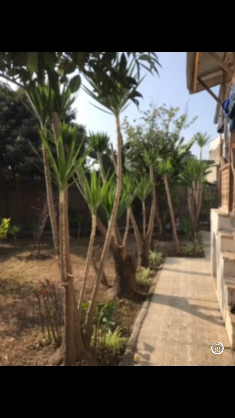 ملک کلنگی