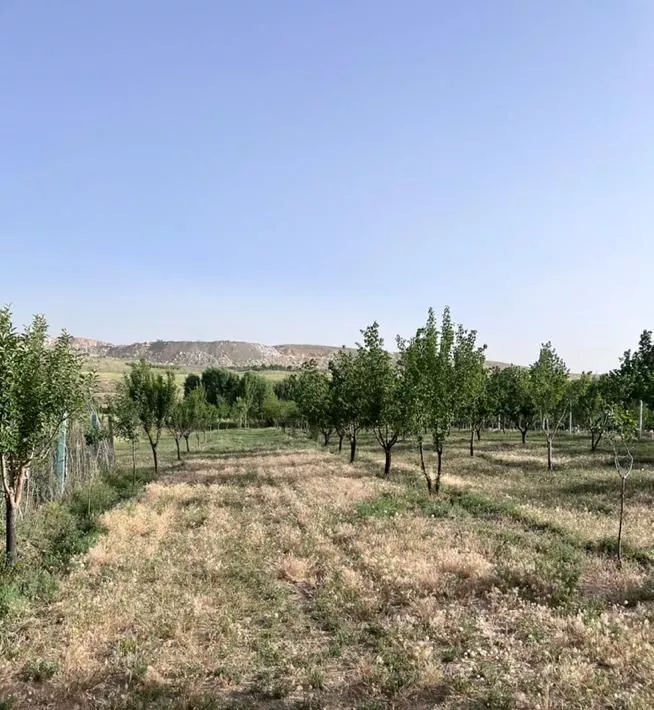 فروش باغ میوه 1000منر