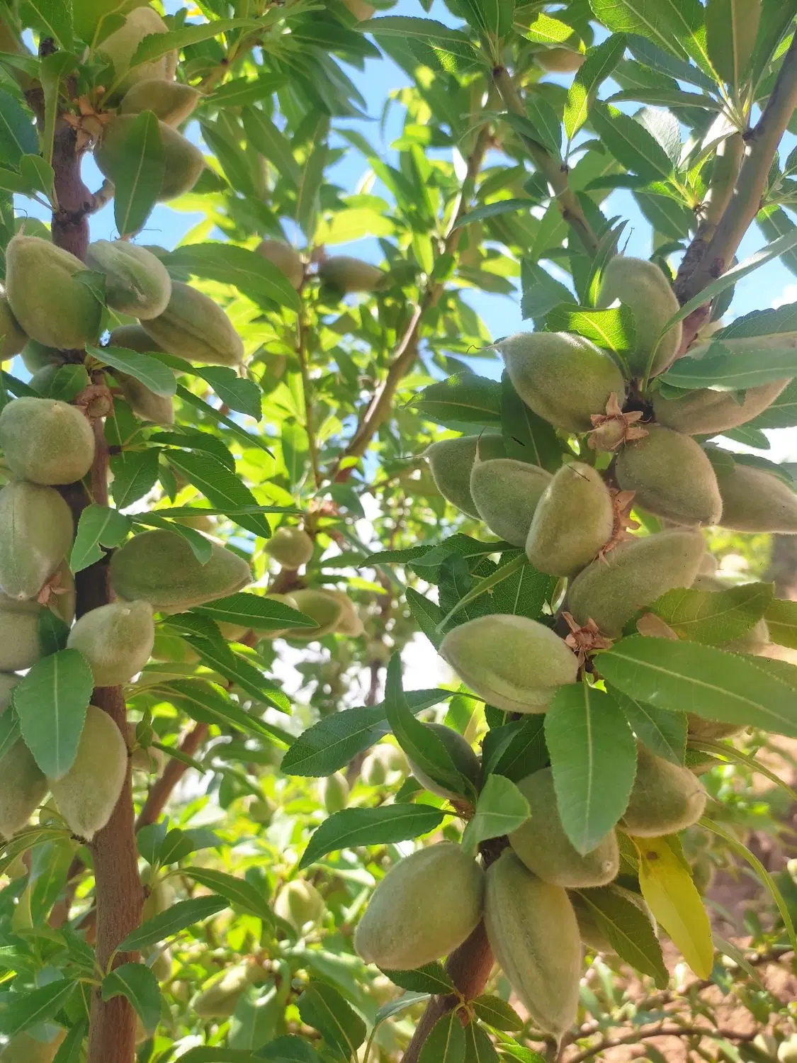 فروش بادام مامایی واجاره باغ بادام سر درخت