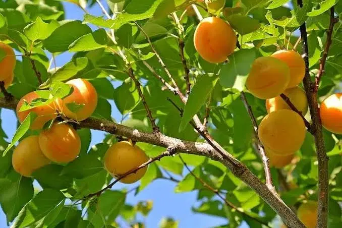 باغچه 350متری مثمر قاسم آبادبزرگ