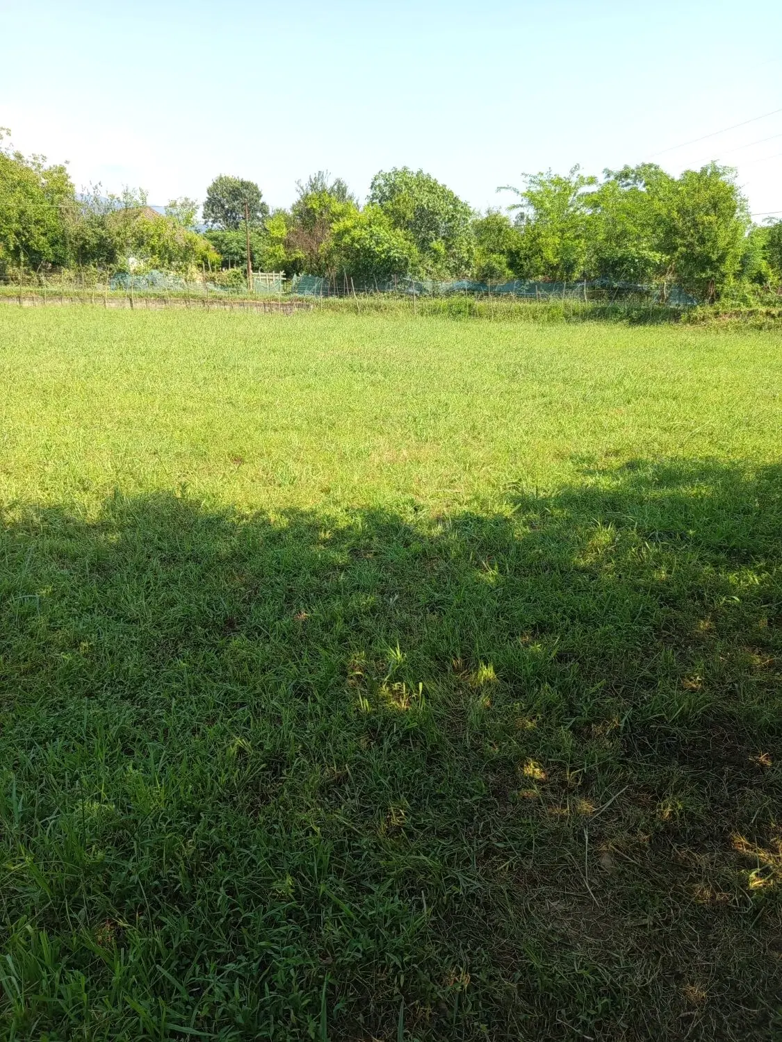 ملک کلنگی
