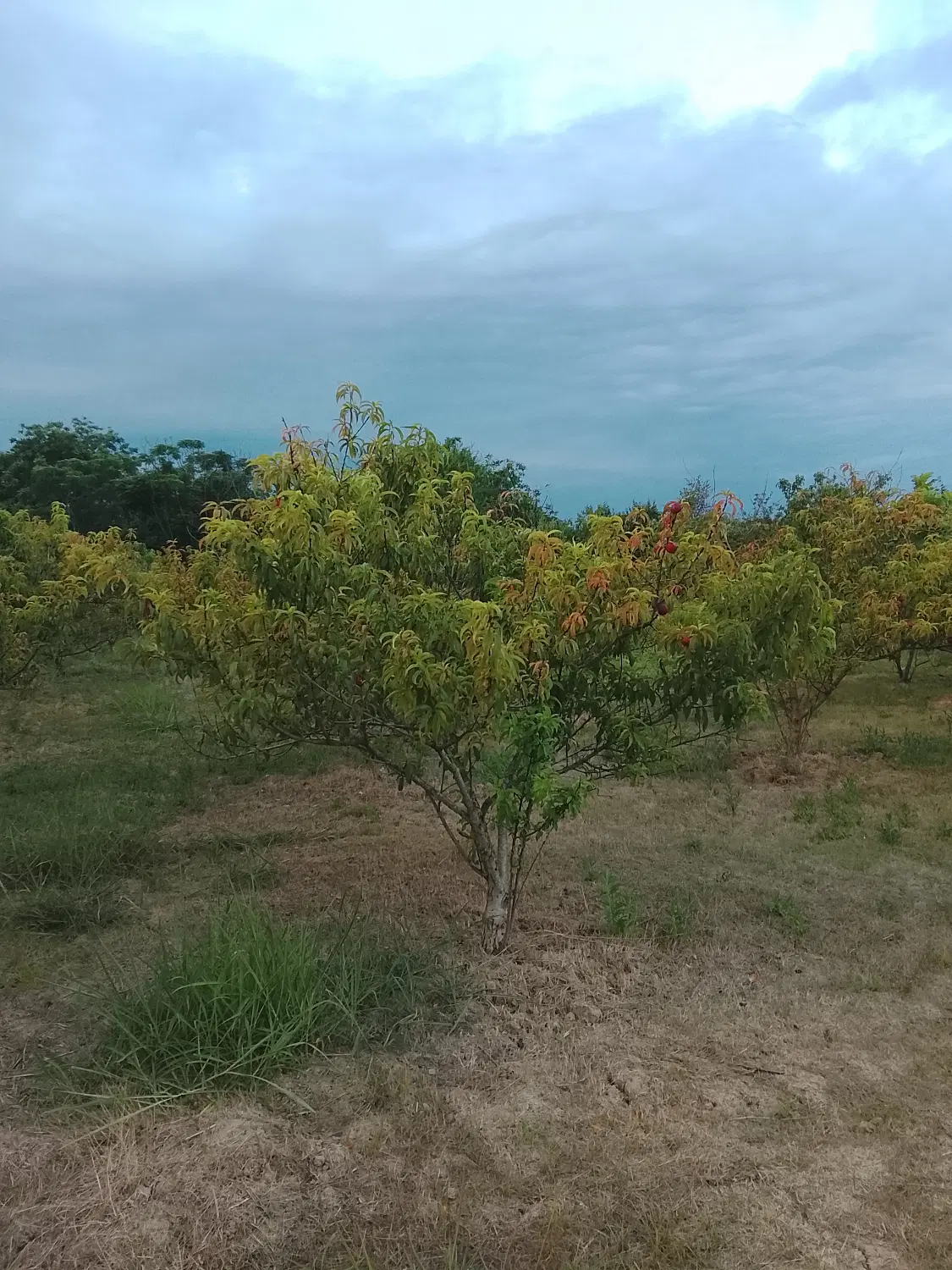۵۰۰ متر باغ شلیل  روستای مقام