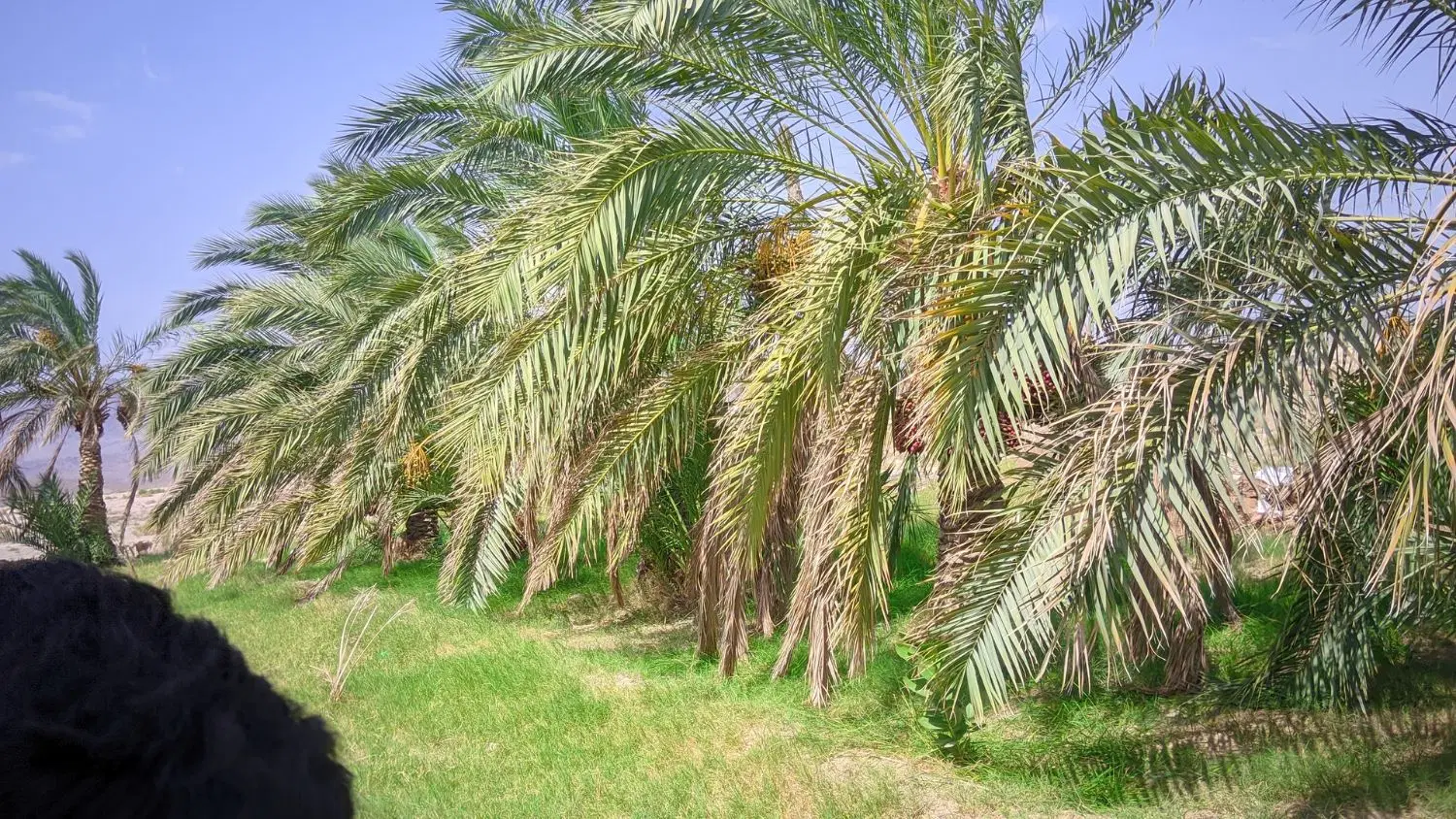 باغ نخلستان