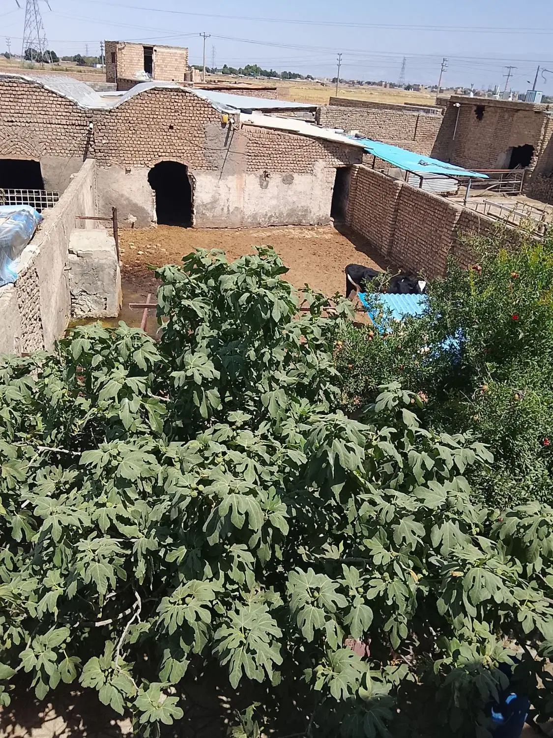 دامداری مبارکه