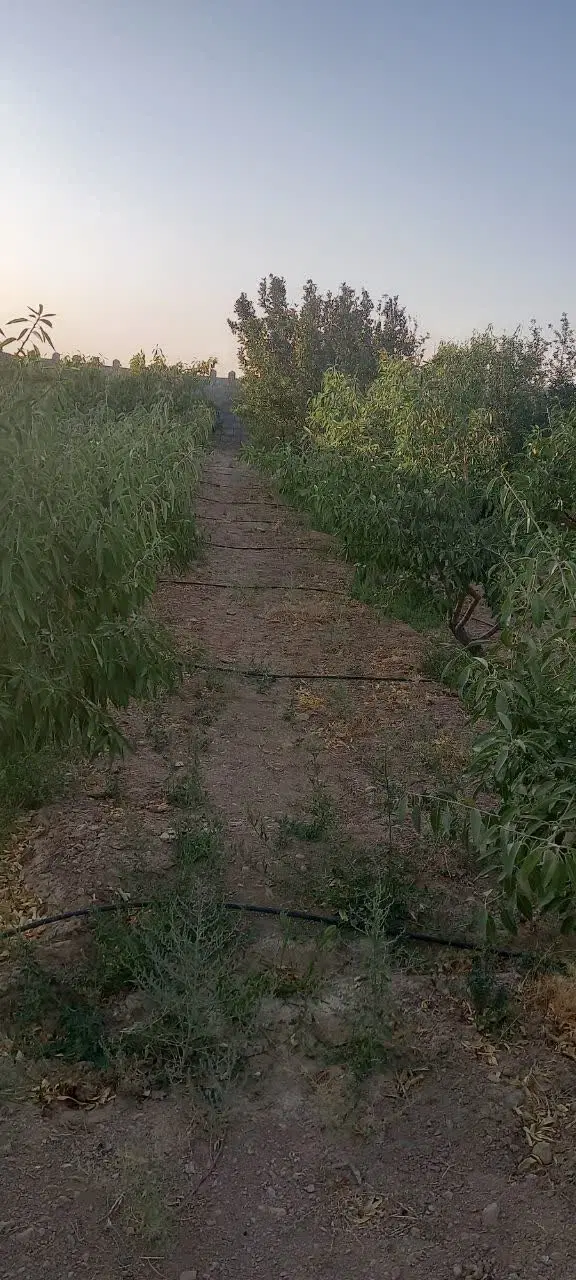 باغ فروشی در حاجی آباد نجف آباد
