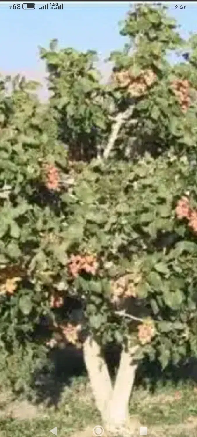 زمین پسته