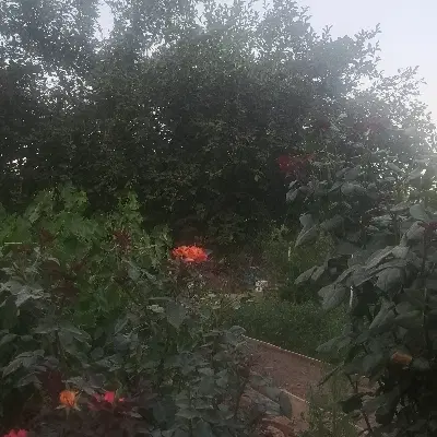 زمین حاجی آباد