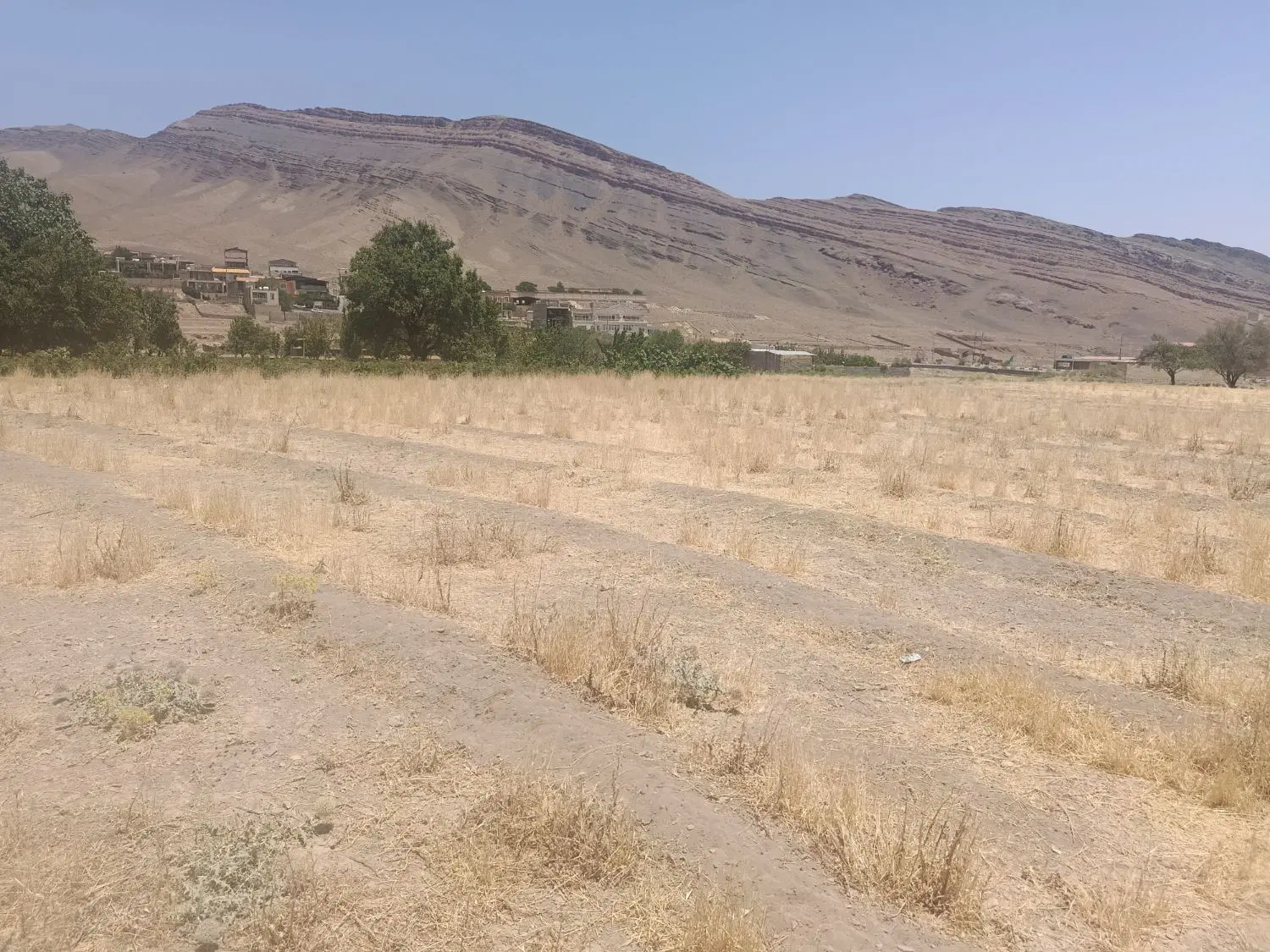 زمین کشاورزی، دارای کشت زعفران.