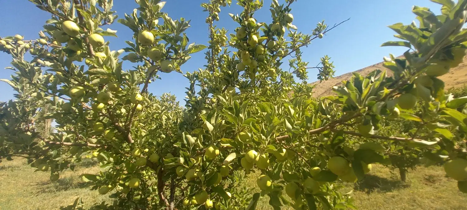 فروش باغ سیب و گلابی