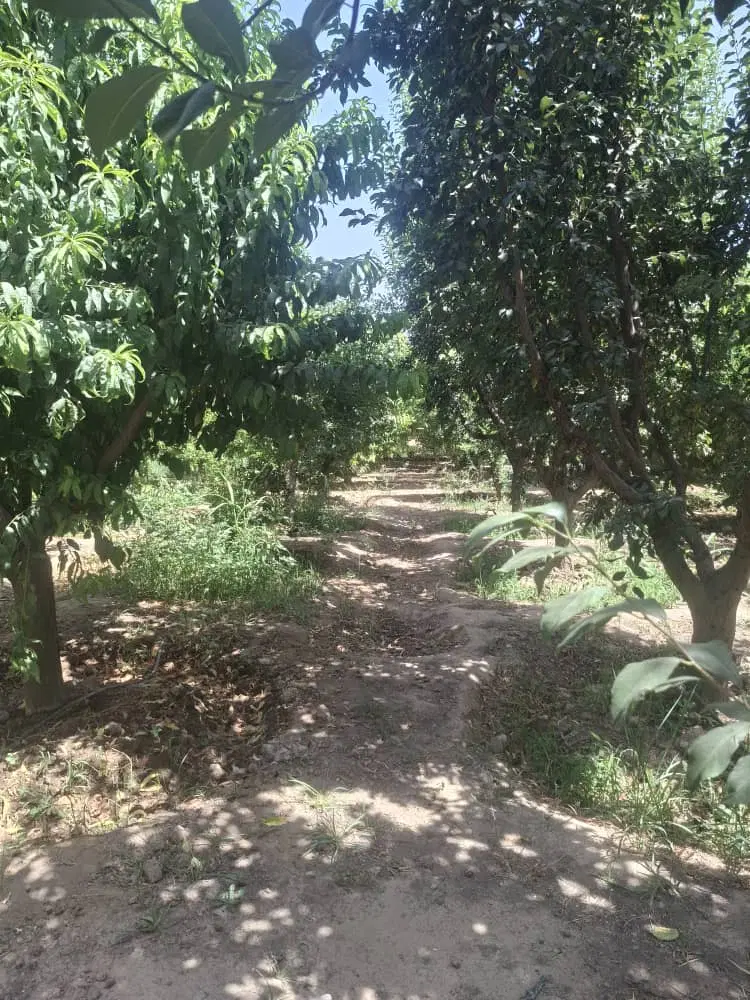 زمیم ۱۰۰۰متری باغ میوه