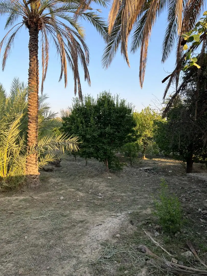 باغ بغل کافه نخل