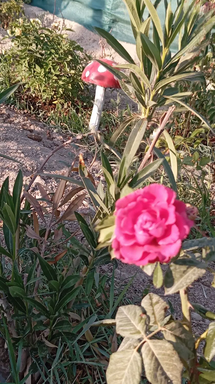 باغچه ۳۰۰ متری