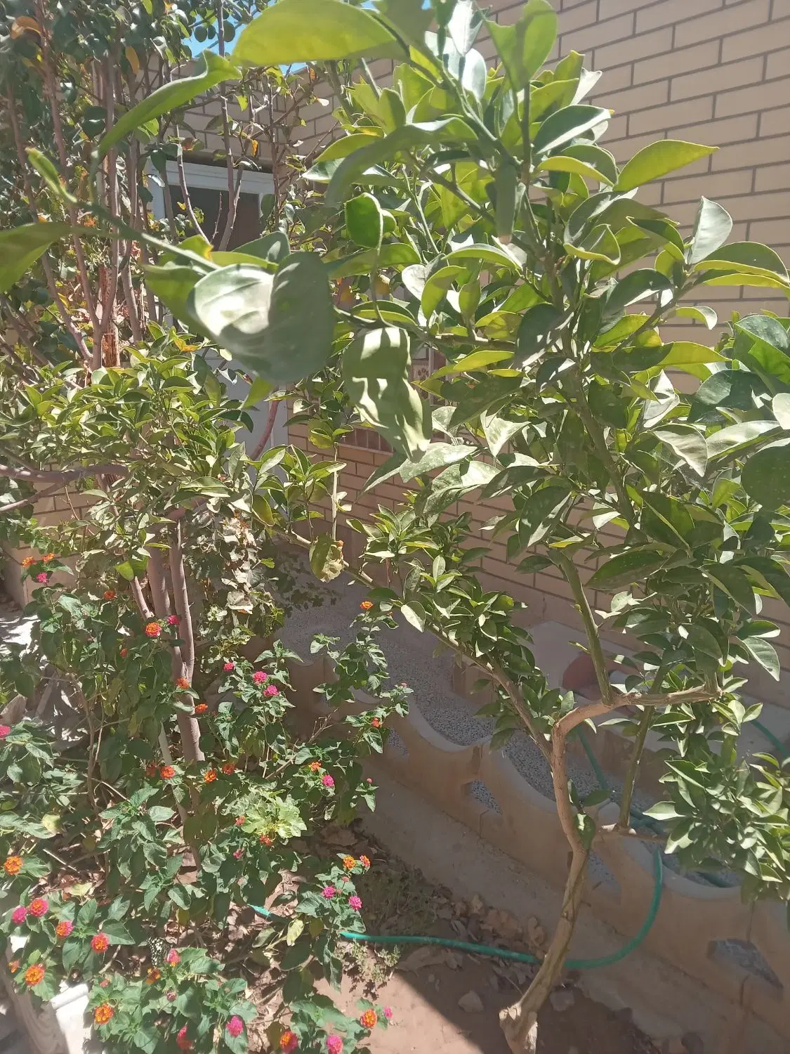 فروش زمین پسته ای