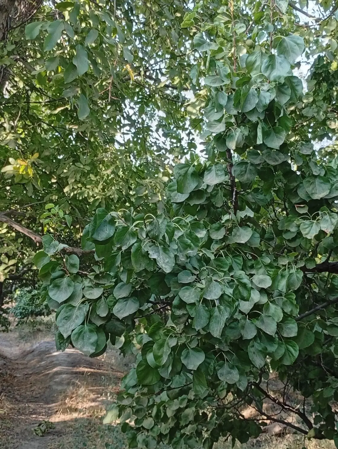 باغ۱۱هزارمترچهاردیوار شهریار وحیدیه