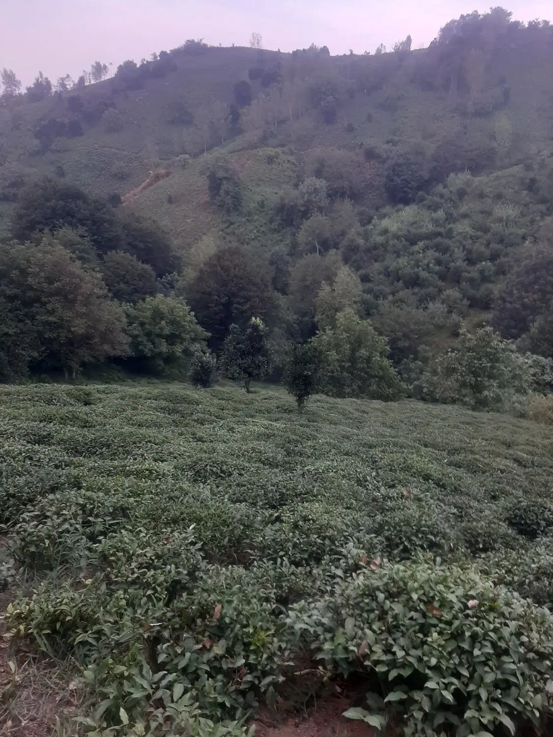 زمین باغ چای ۶هزار متر مربع