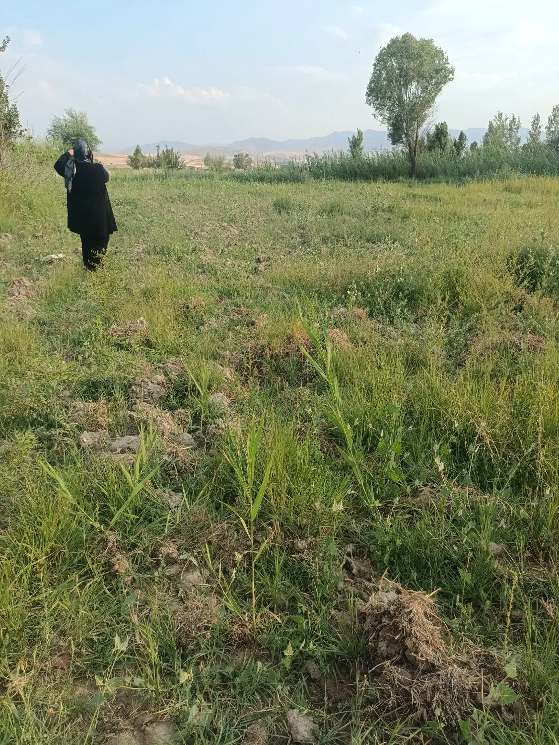 زمین کشاورزی