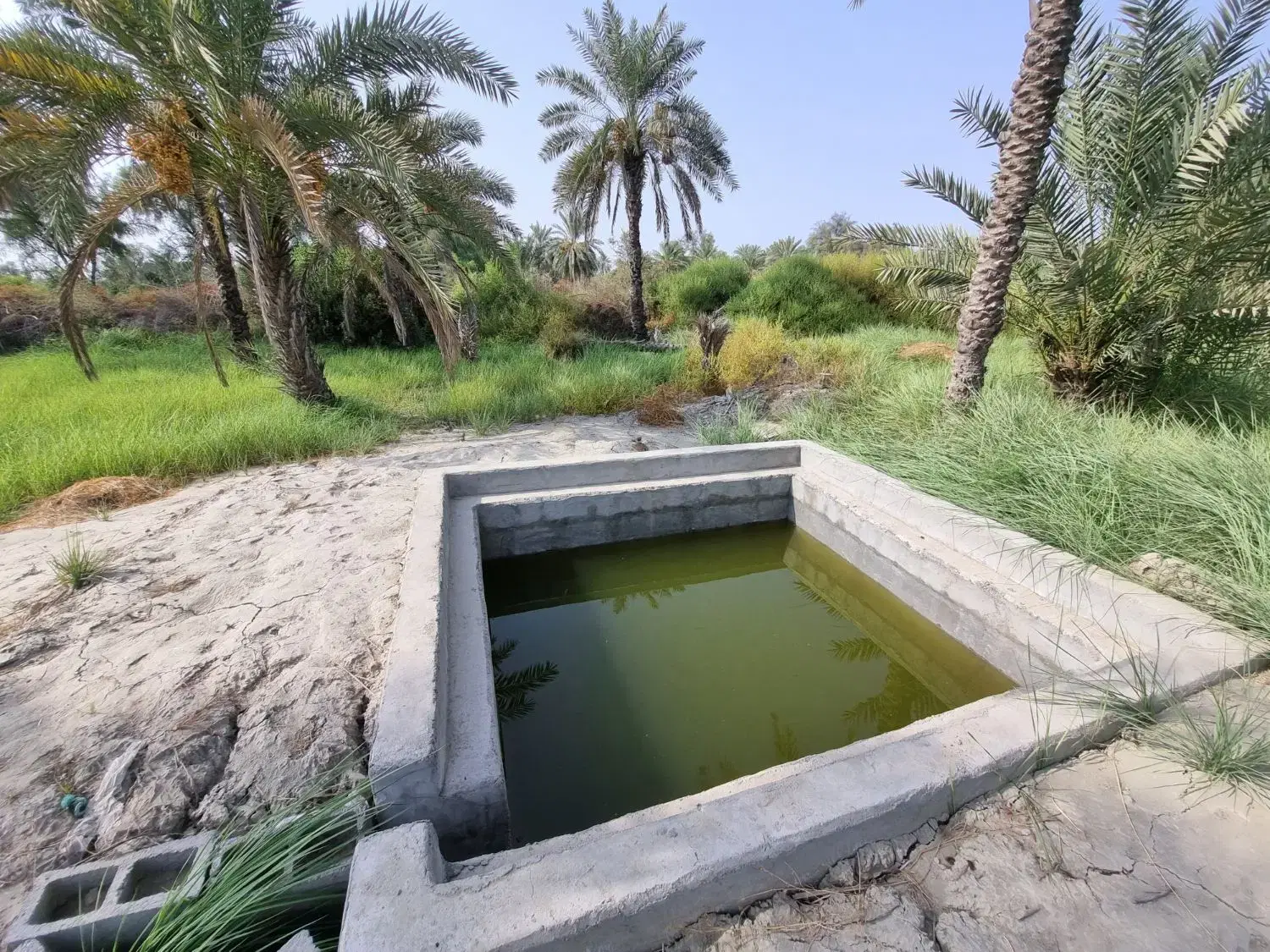 فروش باغ مرکبات و نخلستان در روستای کلیبی میناب