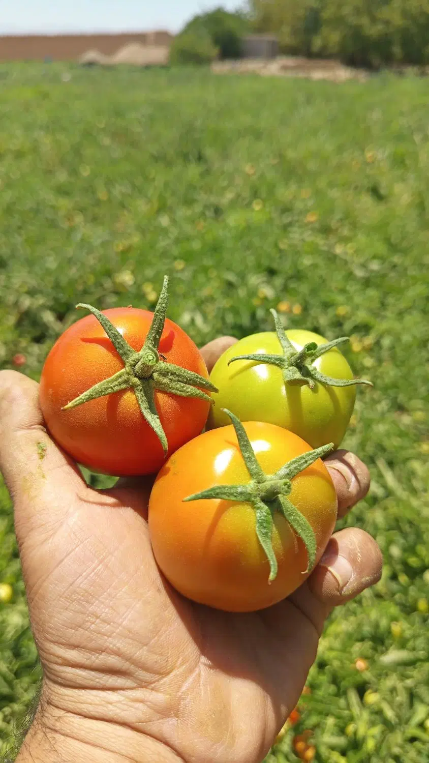 زمین کشاورزی سرخه