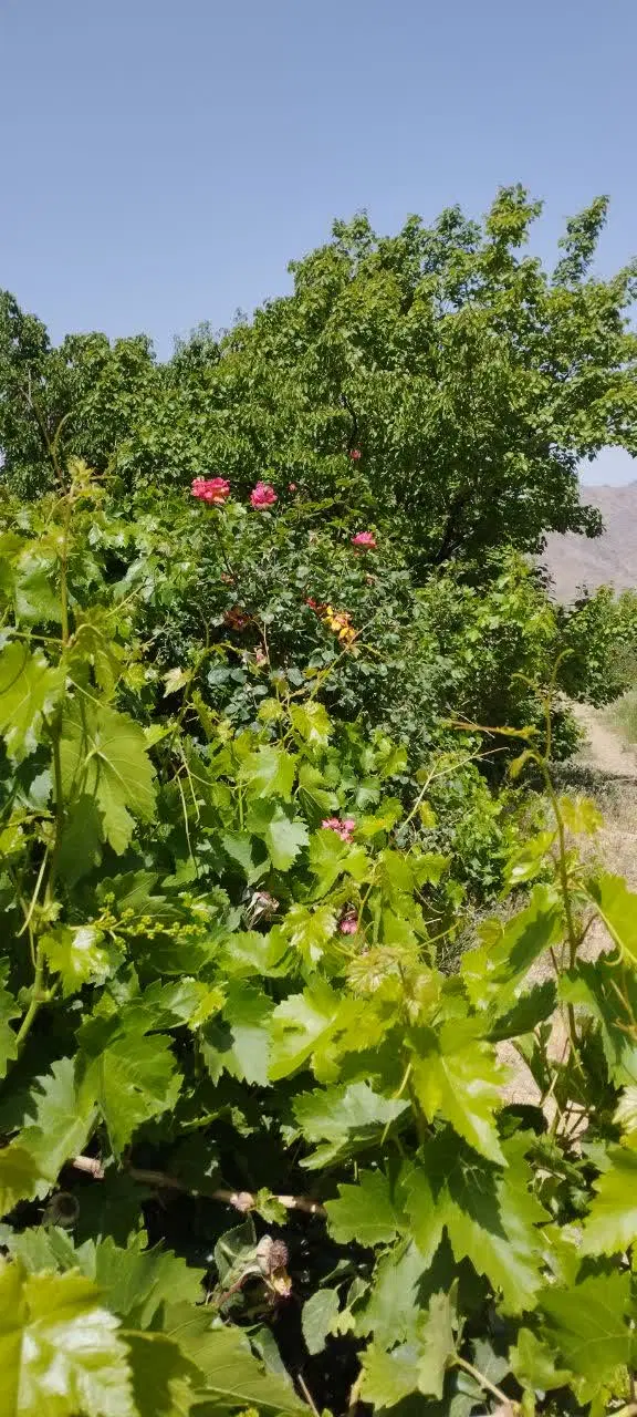 باغچه ۴۰۰ متری مجوز ساخت دار کرمجگان