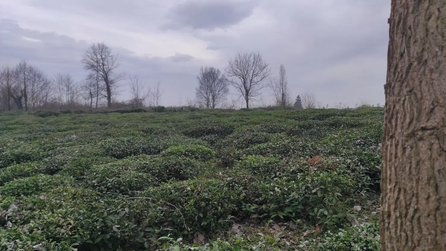 فروش زمین باغی