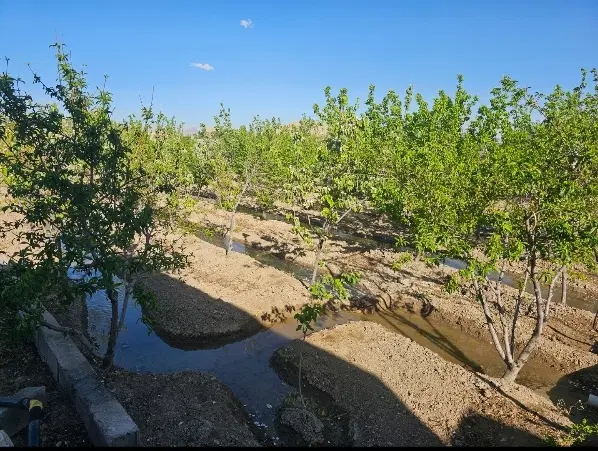 باغ ۱۲۰۰ متری با درختان چند ساله و بارده