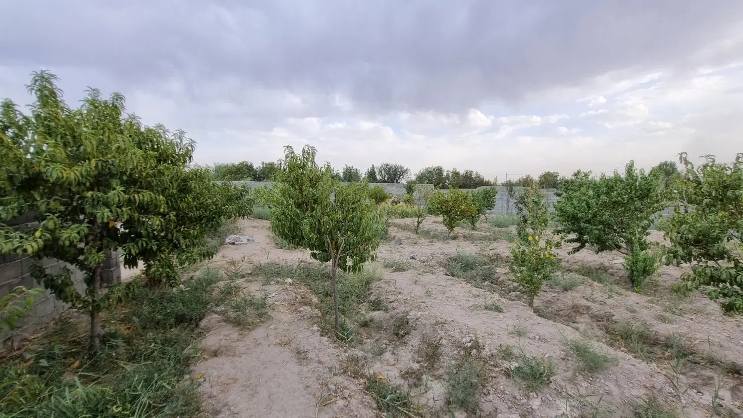 زمین باغی
