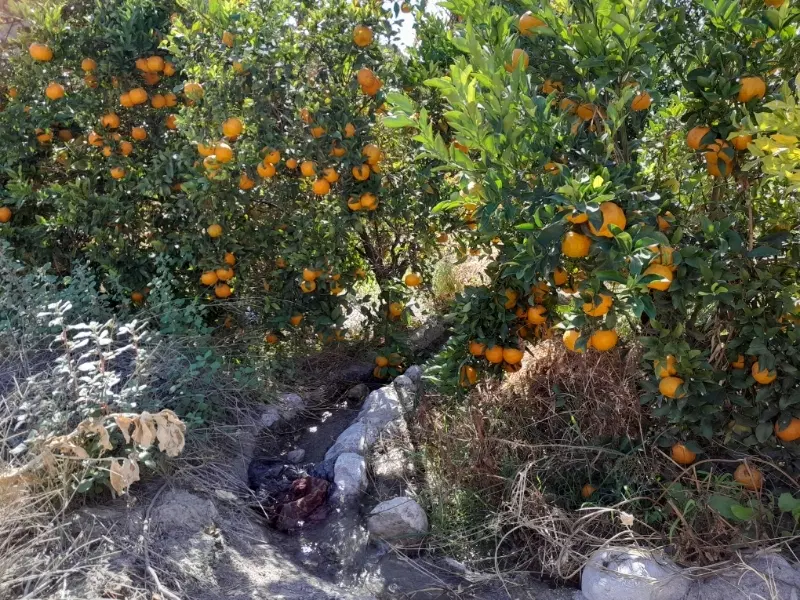زمین باغ سیاهو روستای زاکین
