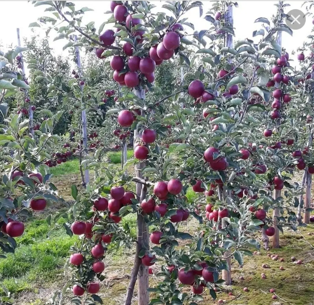 زمین ویلایی