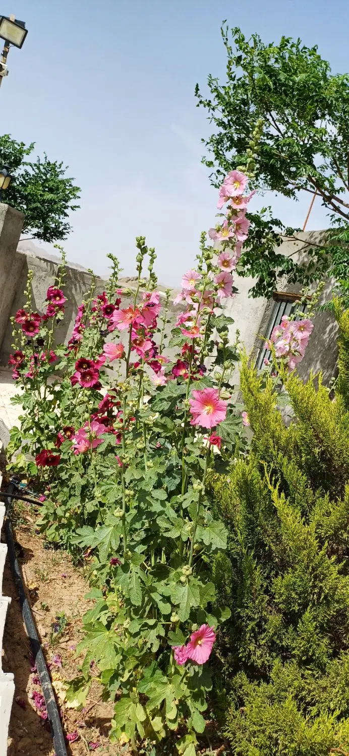 باغ فروشی مفت