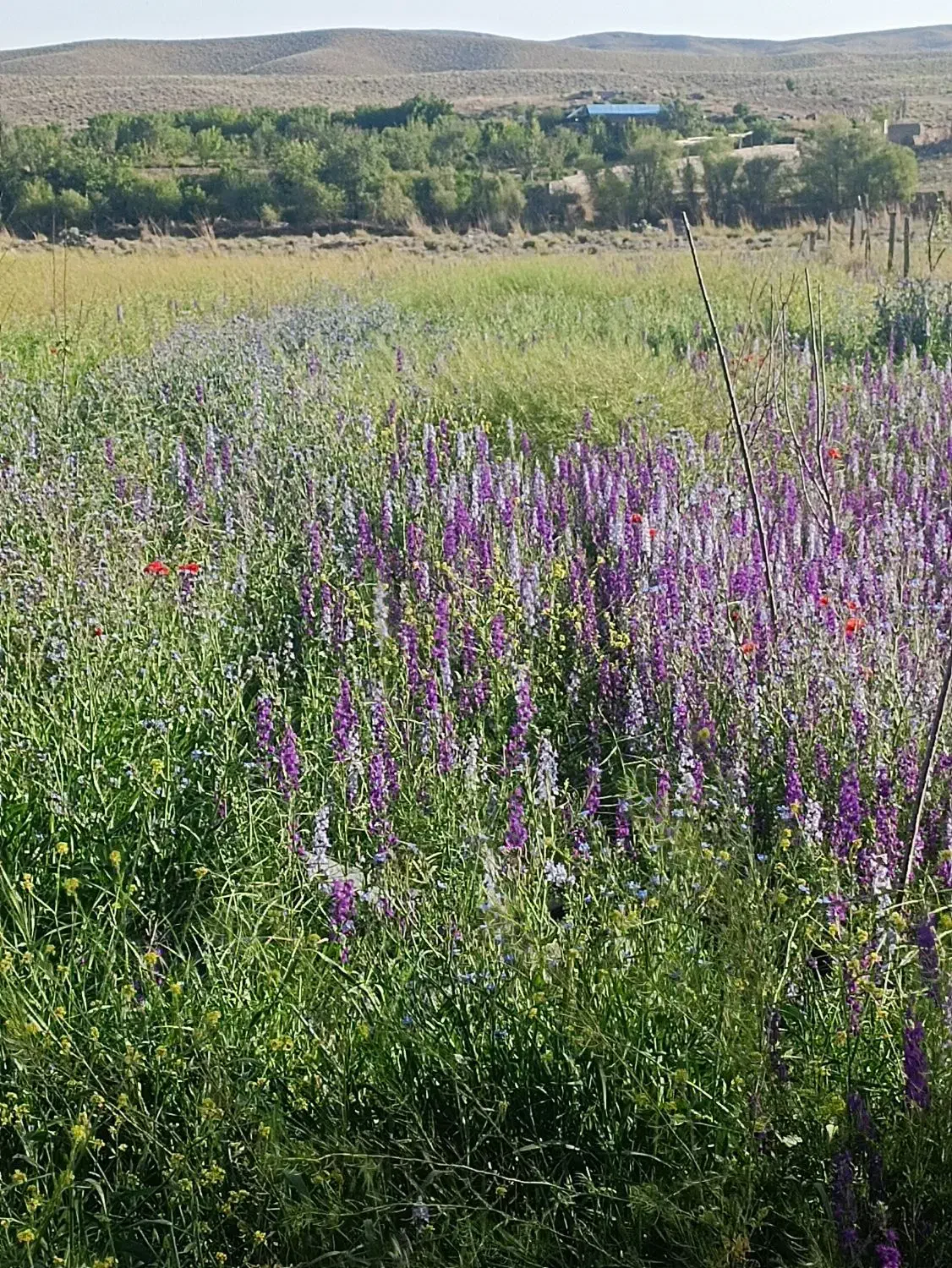 فروش زمین در روستای نیمرودمحمودی شهرستان بافت،