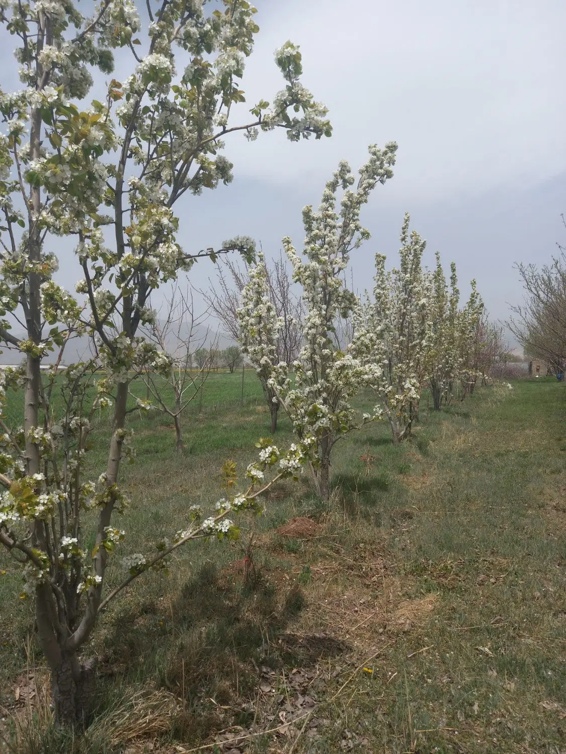 رهن اجاره خانه باغ وتمام امکانات