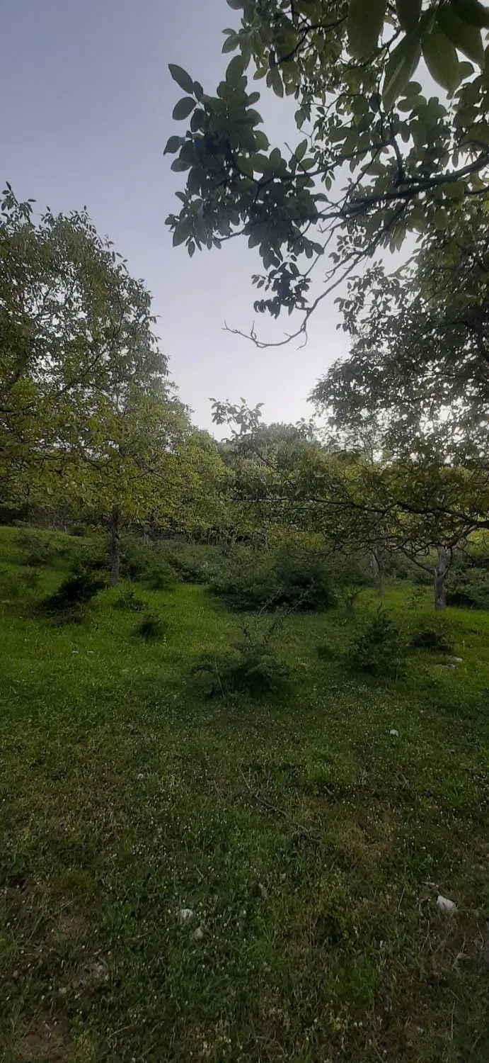 زمین ،باغ