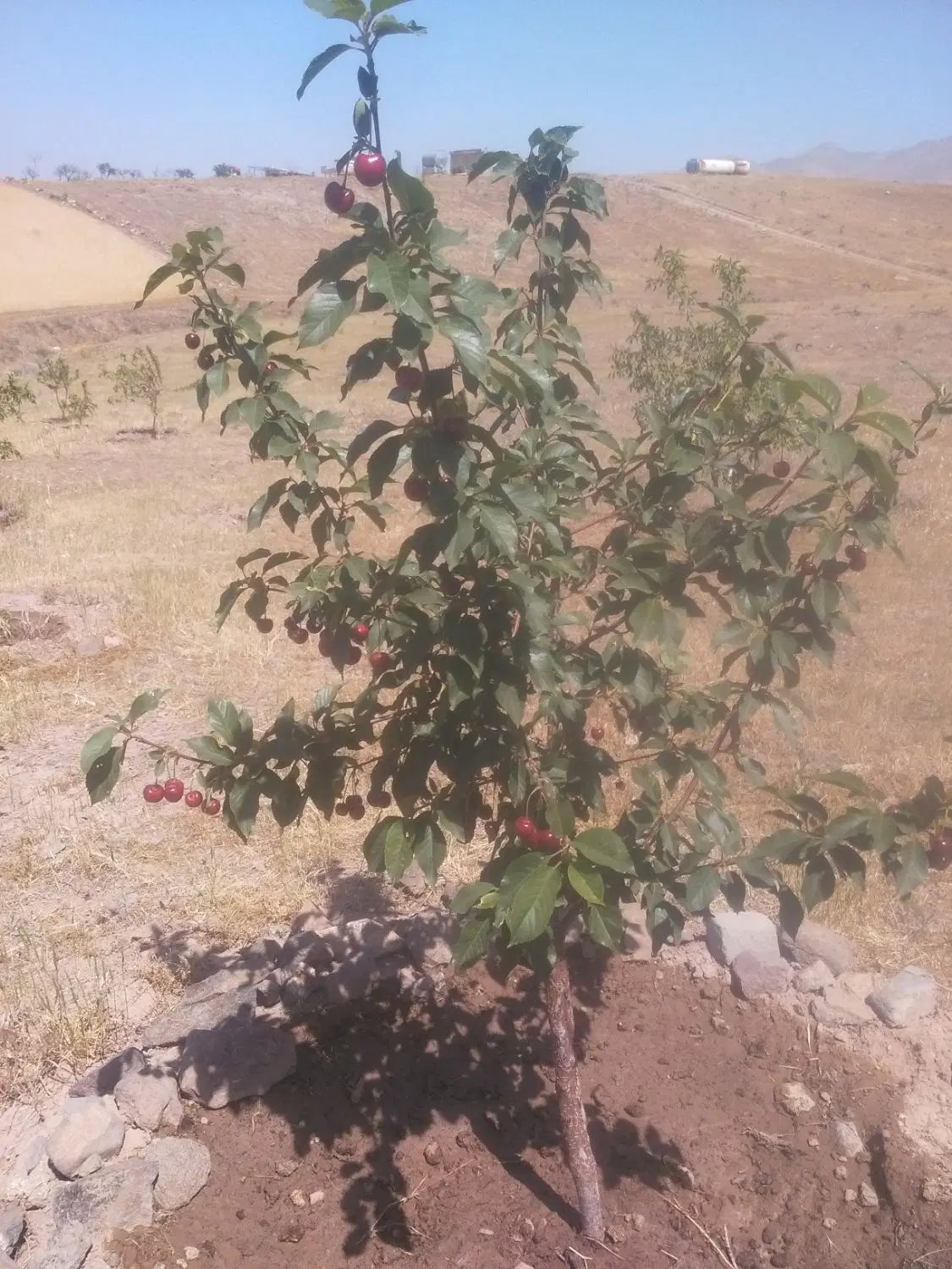 باغ ویلایی1500